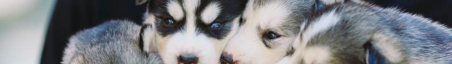 Fyra hundvalpar i famnen hos någon på en kennel