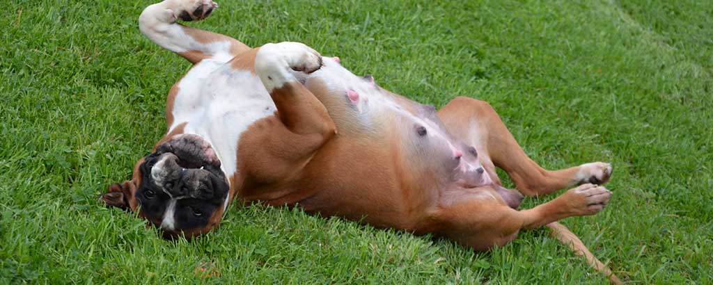 Dräktig hund rullar sig i gräset