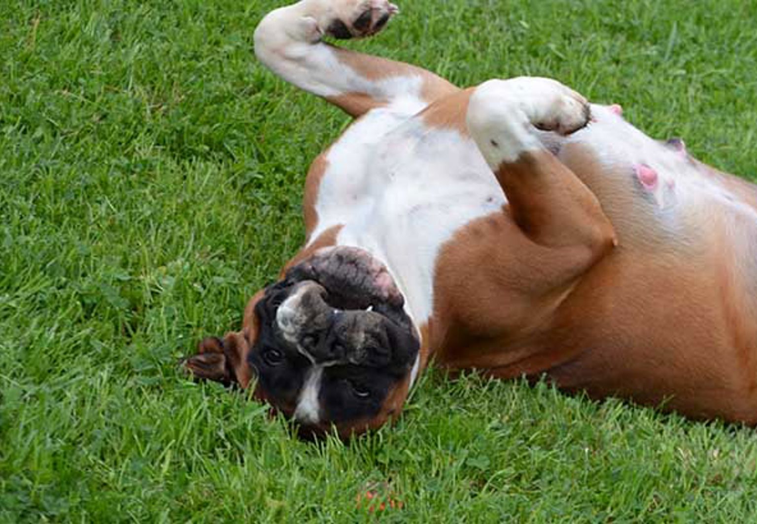 Dräktig hund rullar sig i gräset