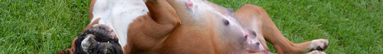 Dräktig hund rullar sig i gräset