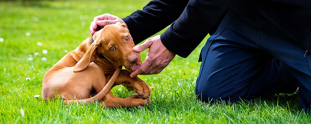 Brun hundvalp som ligger i gräset och blir klappad