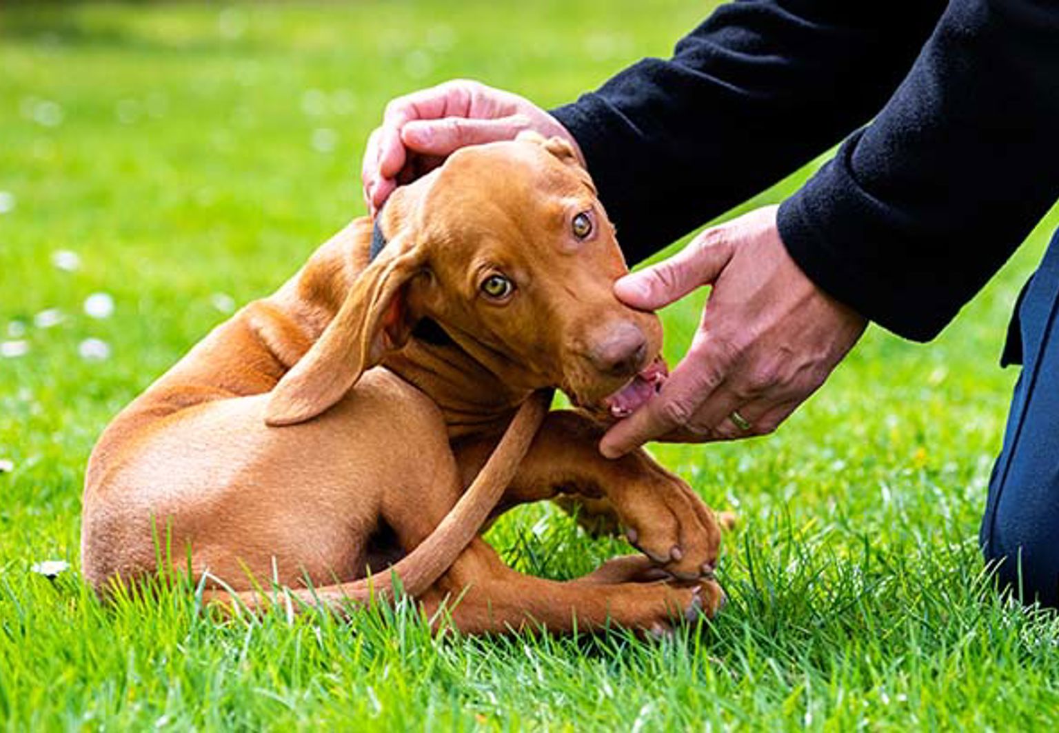 Brun hundvalp som ligger i gräset och blir klappad