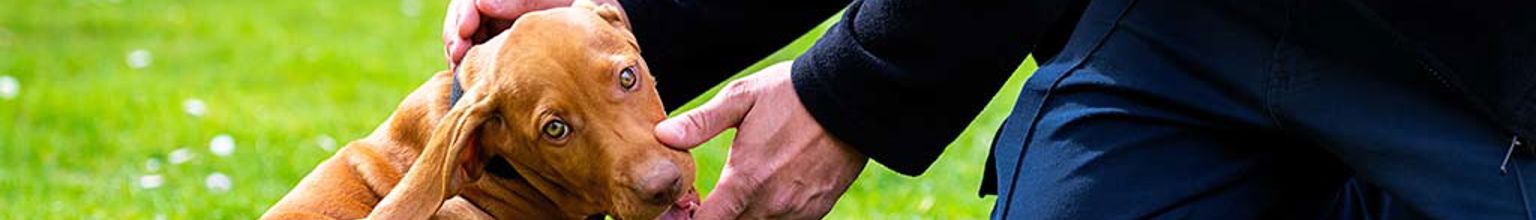 Brun hundvalp som ligger i gräset och blir klappad