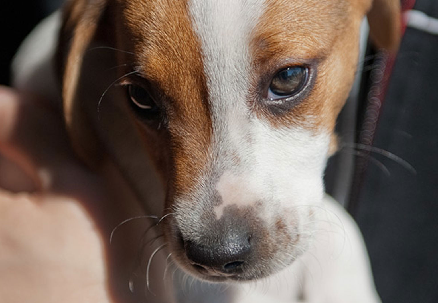 Hundvalp som transporteras utomlands