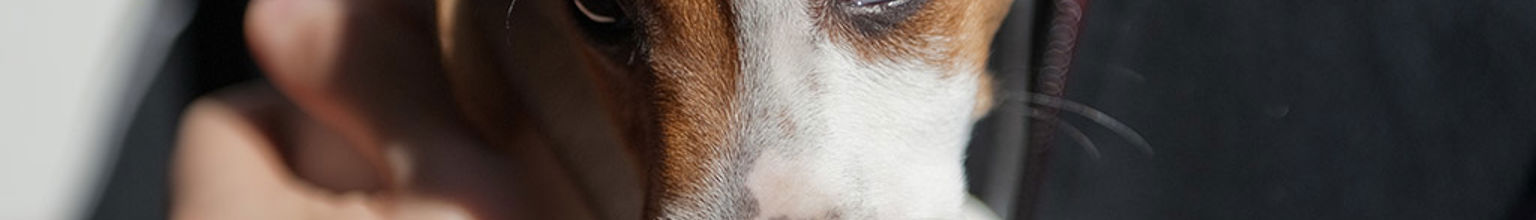 Hundvalp som transporteras utomlands