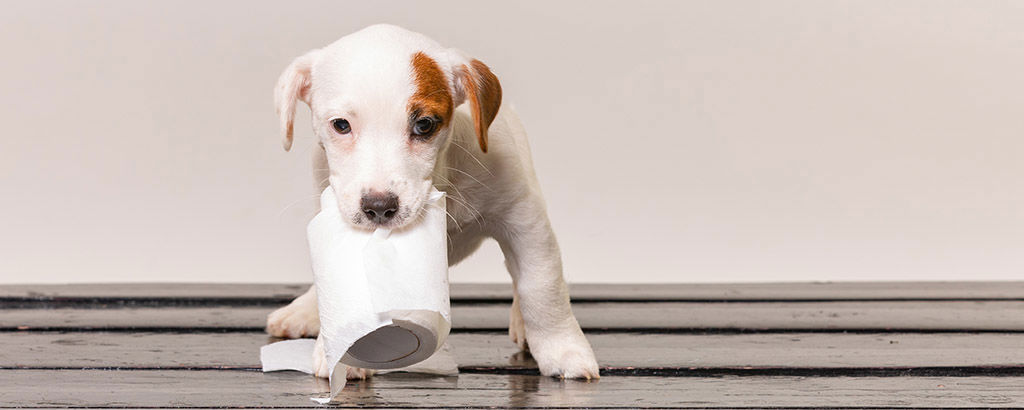 Vit liten hundvalp som tuggar på en toarulle