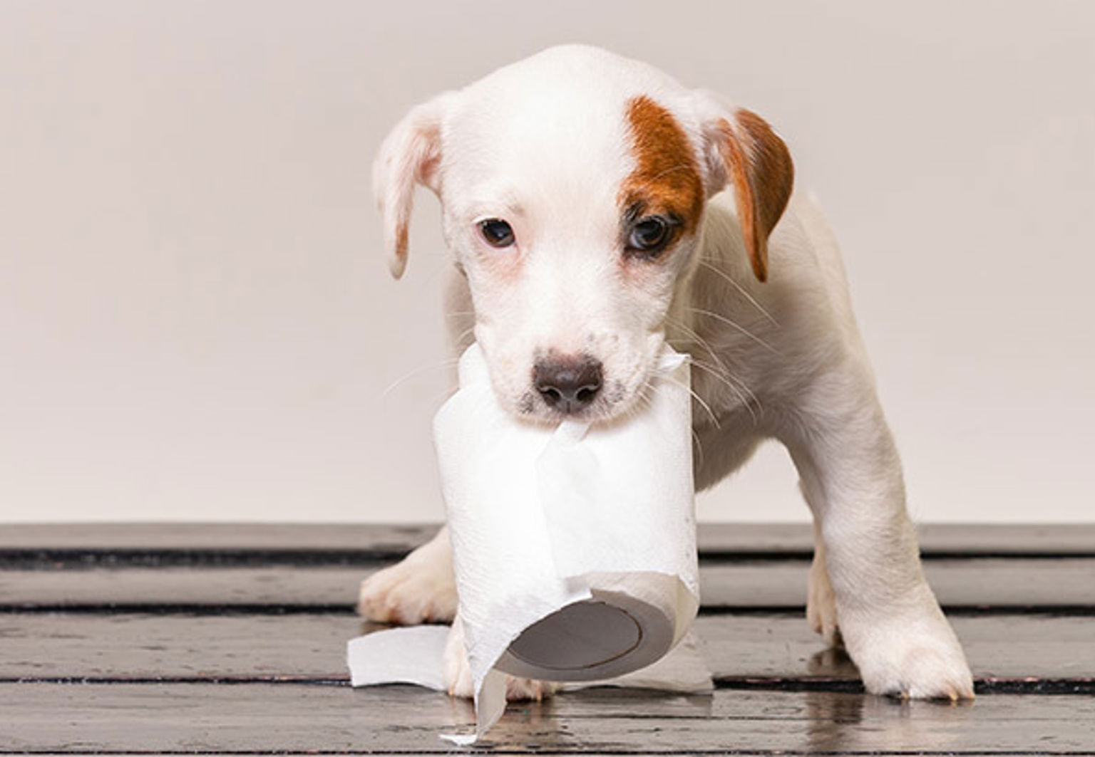 Vit liten hundvalp som tuggar på en toarulle