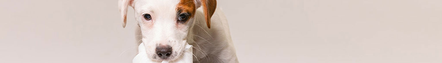 Vit liten hundvalp som tuggar på en toarulle