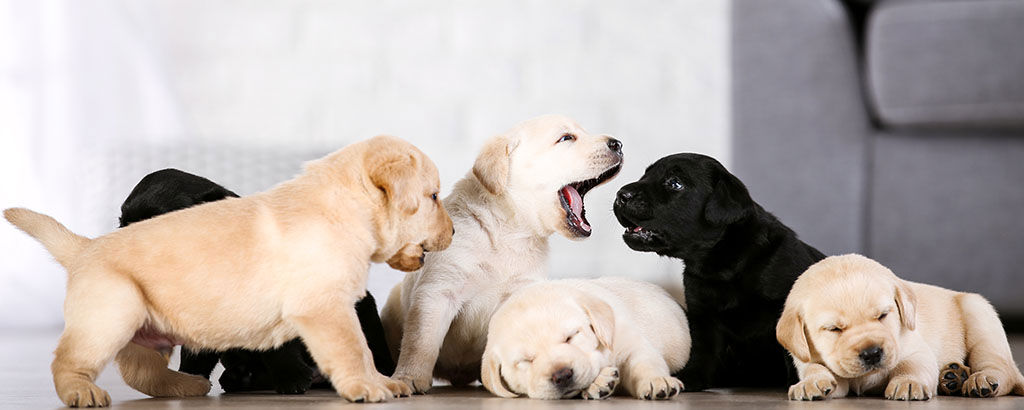 Flera avlade hundvalpar med olika genetik
