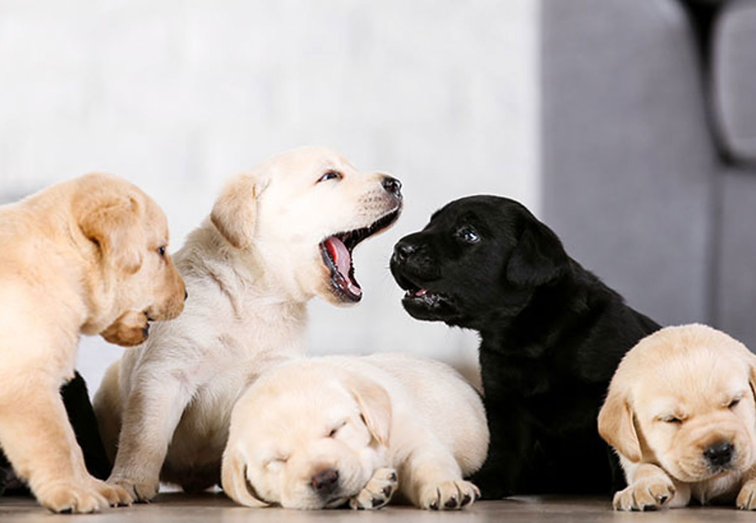 Flera avlade hundvalpar med olika genetik