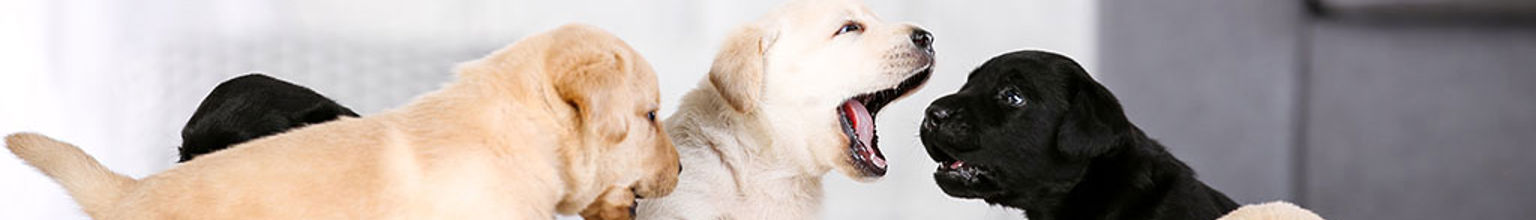 Flera avlade hundvalpar med olika genetik