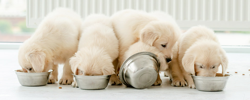 Fem beiga hundvalpar på rad som äter ur sina matskålar