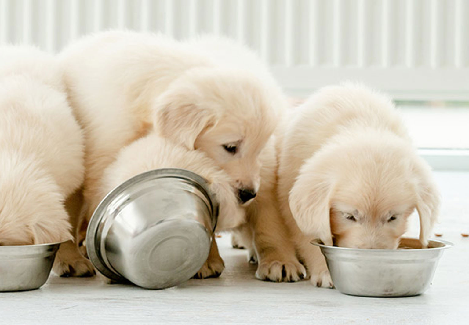 Fem beiga hundvalpar på rad som äter ur sina matskålar