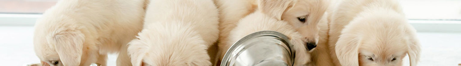 Fem beiga hundvalpar på rad som äter ur sina matskålar