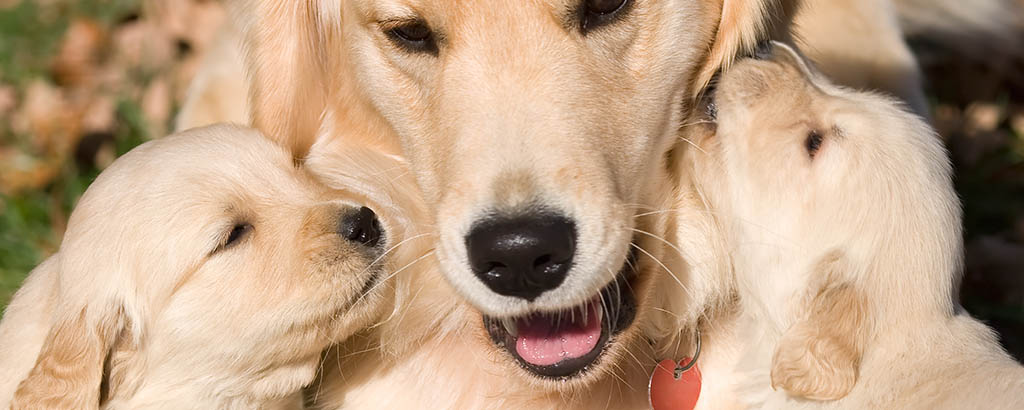 Hundmamma med sina två valpar på var sin sida