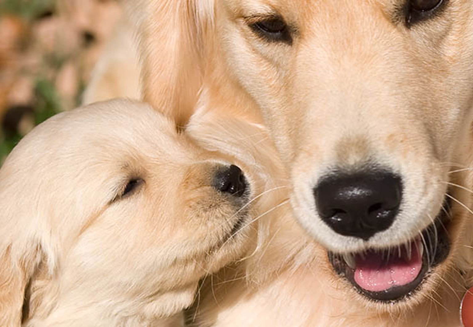 Hundmamma med sina två valpar på var sin sida