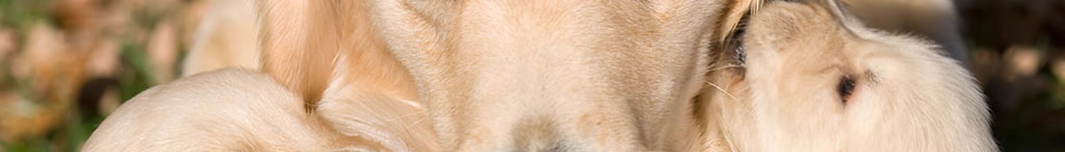 Hundmamma med sina två valpar på var sin sida