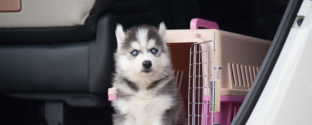 Importerad hund som står framför en rosa bur