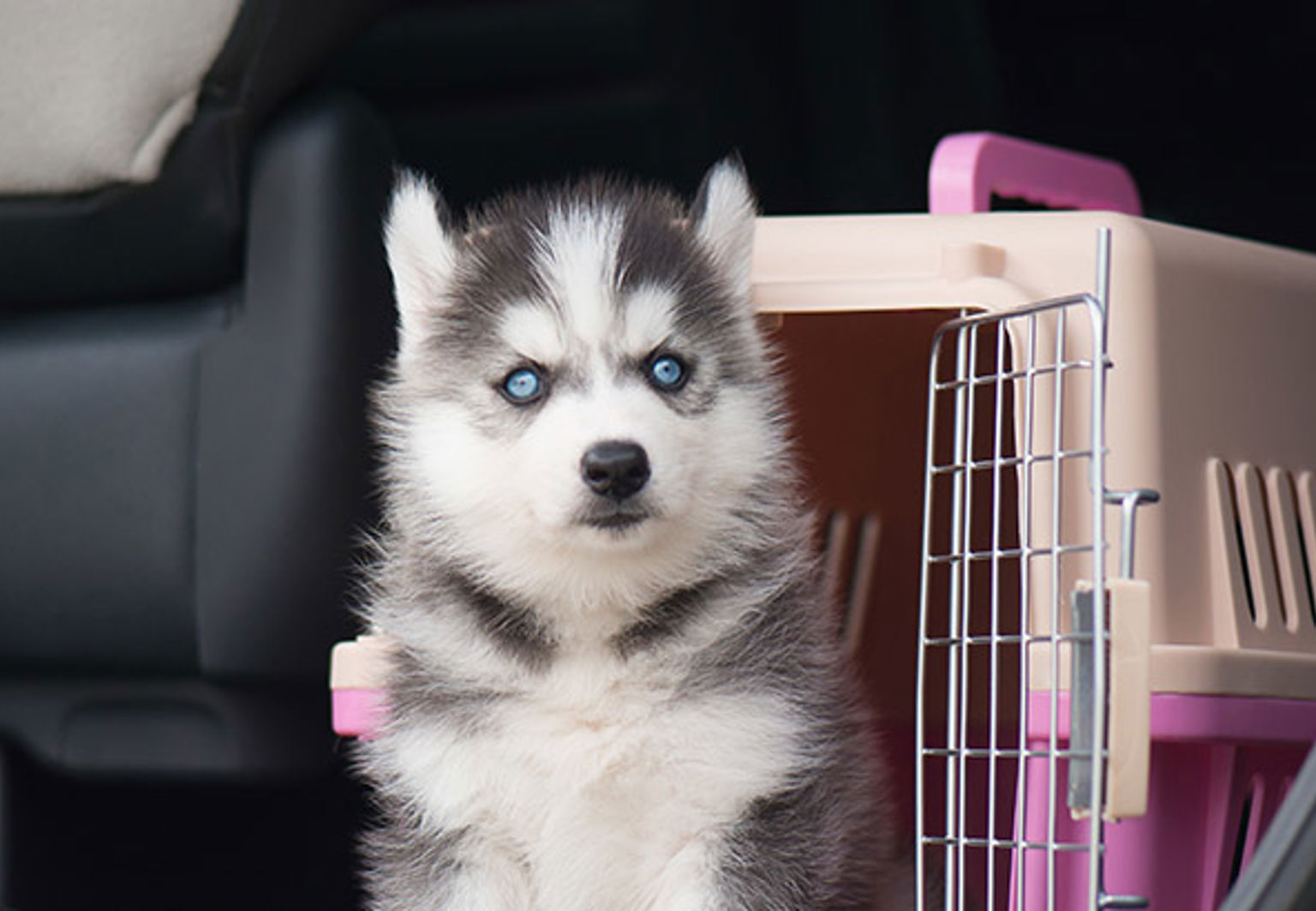 Importerad hund som står framför en rosa bur