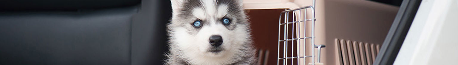 Importerad hund som står framför en rosa bur