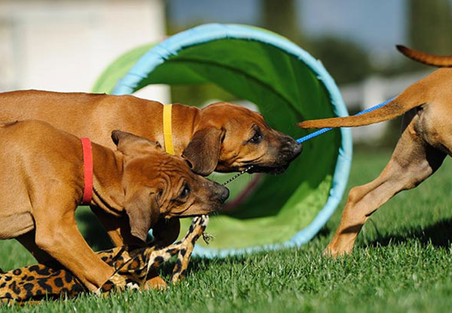 Valpkull som leker ute i gräset