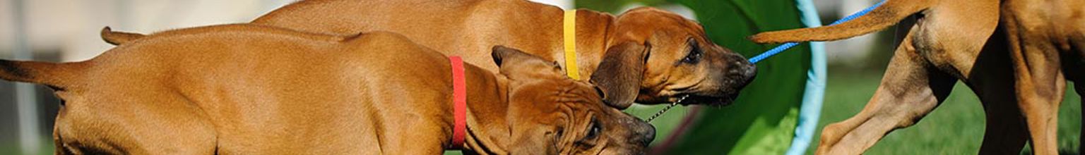 Valpkull som leker ute i gräset