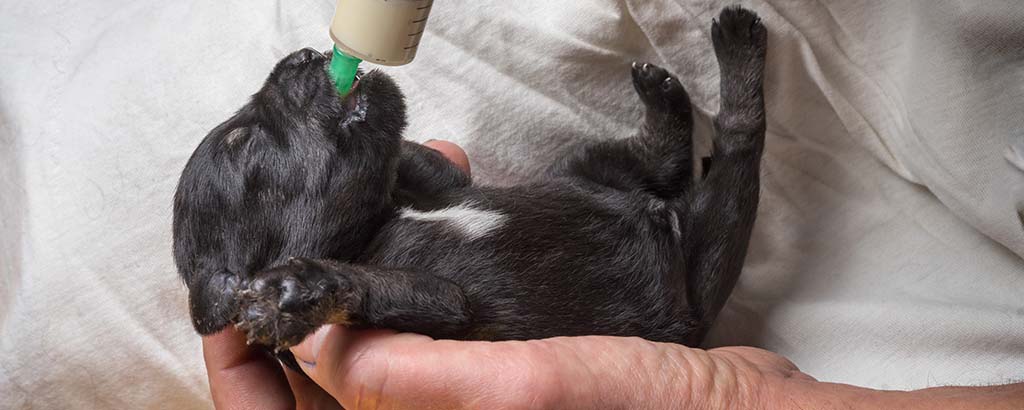 Svart nyfödd hundvalp som förlösts med kejsarsnitt blir flaskmatad