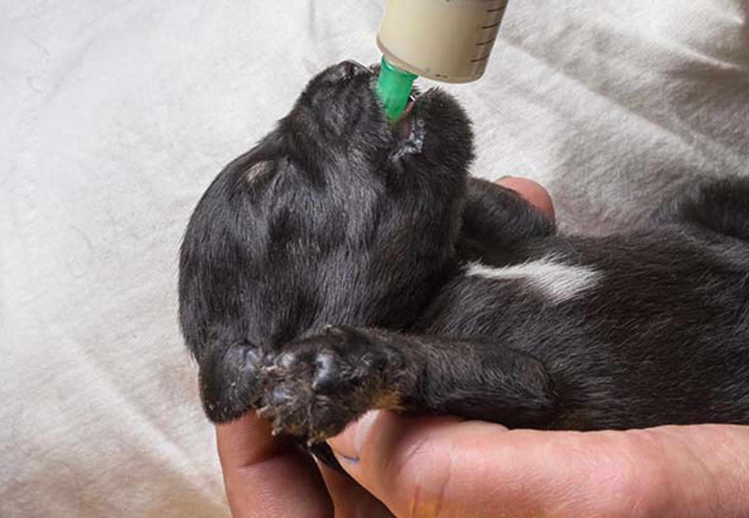 Svart nyfödd hundvalp som förlösts med kejsarsnitt blir flaskmatad