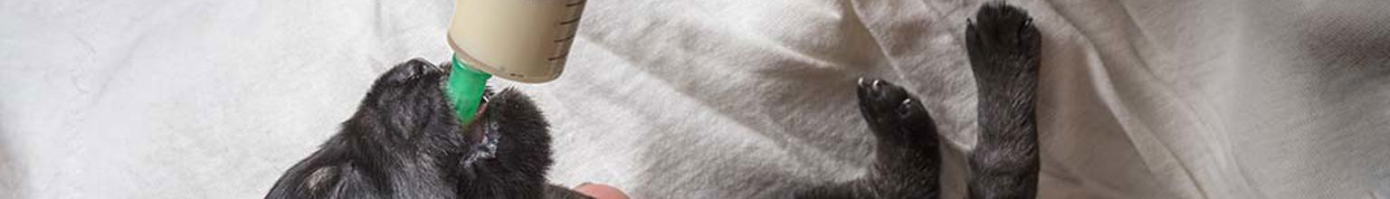 Svart nyfödd hundvalp som förlösts med kejsarsnitt blir flaskmatad