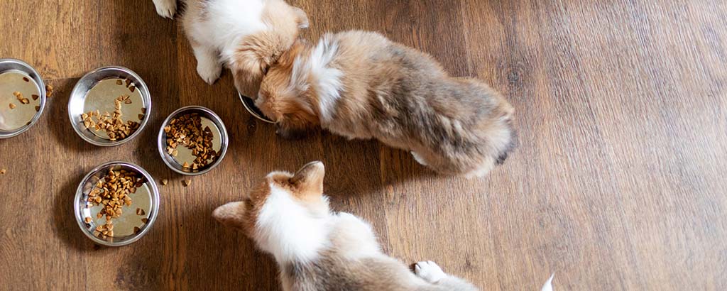 Hundvalpar i en kennel som äter ur matskålar