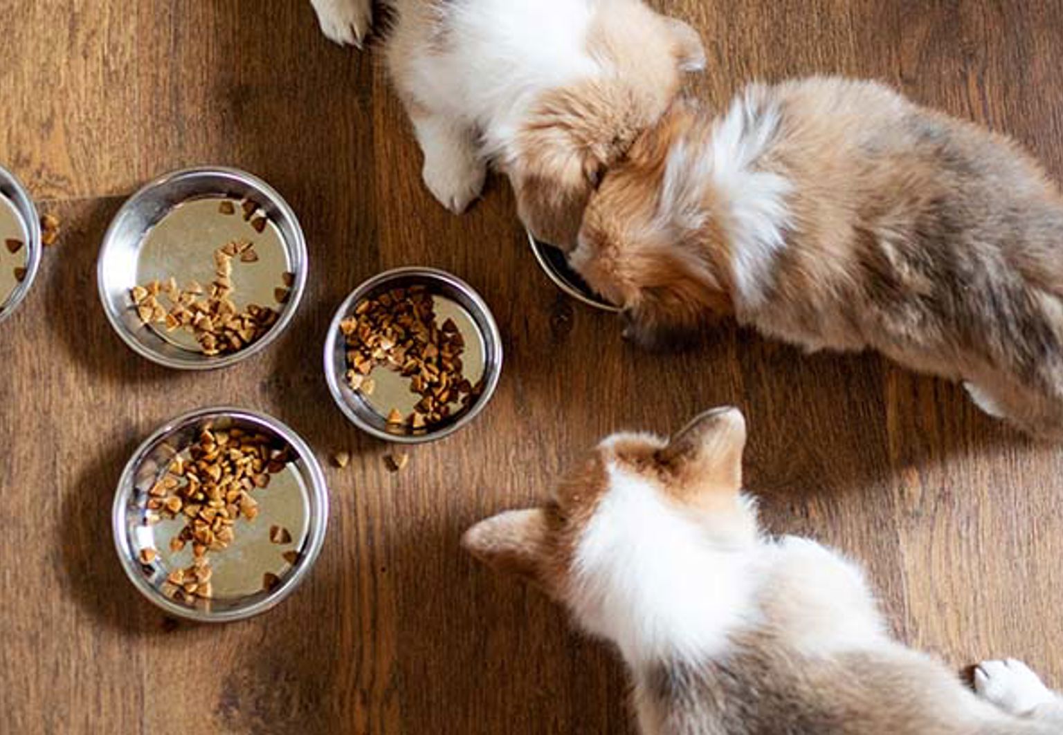 Hundvalpar i en kennel som äter ur matskålar