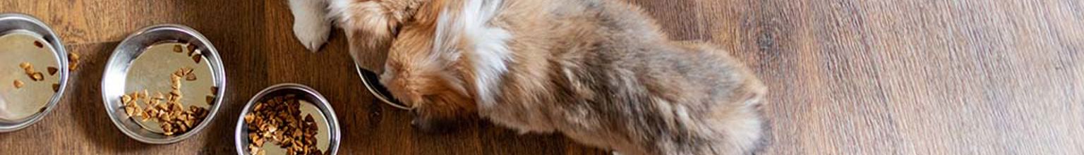 Hundvalpar i en kennel som äter ur matskålar