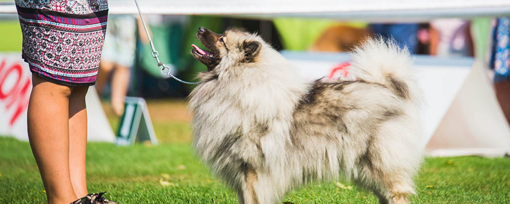 Avelshund på utställning