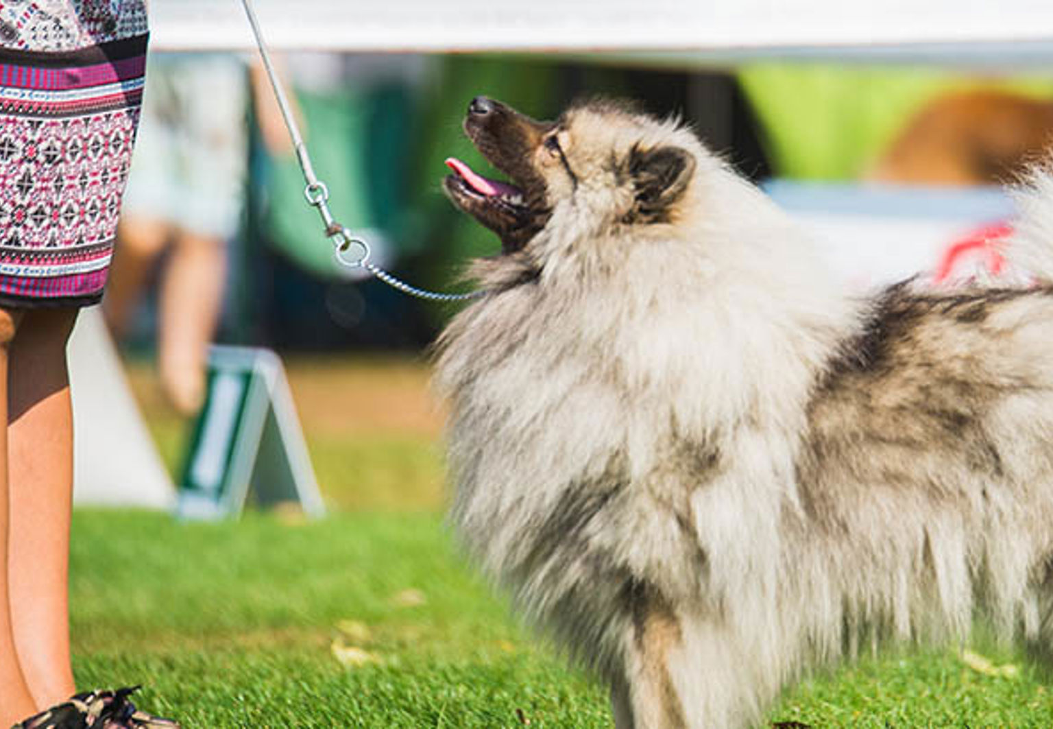 Avelshund på utställning