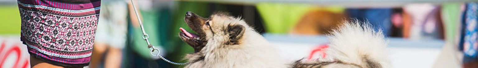 Avelshund på utställning