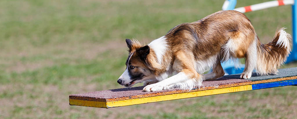 Avelshund tränar och tävlar i agility