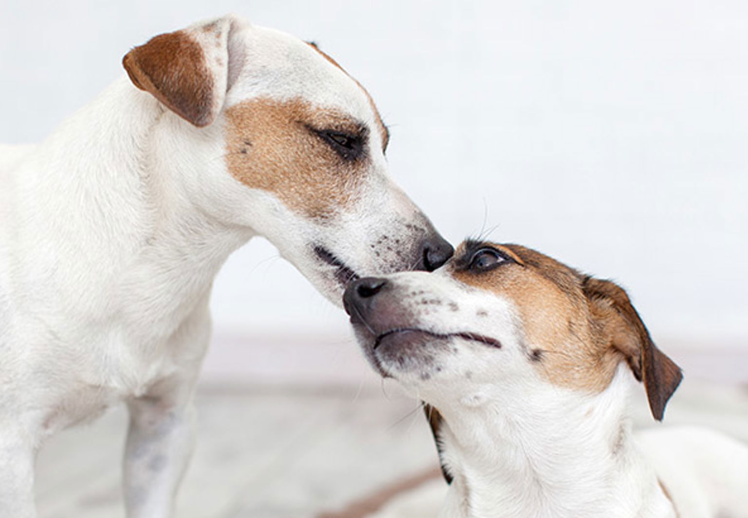 Två hundar, en hona och en hane, förbereder sig för parning