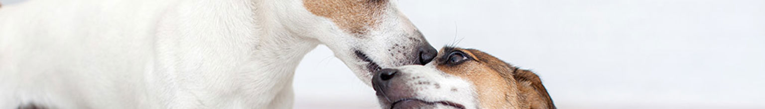 Två hundar, en hona och en hane, förbereder sig för parning