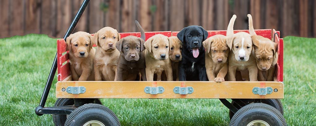 Hundvalpar som ska säljas och står på rad i en liten vagn