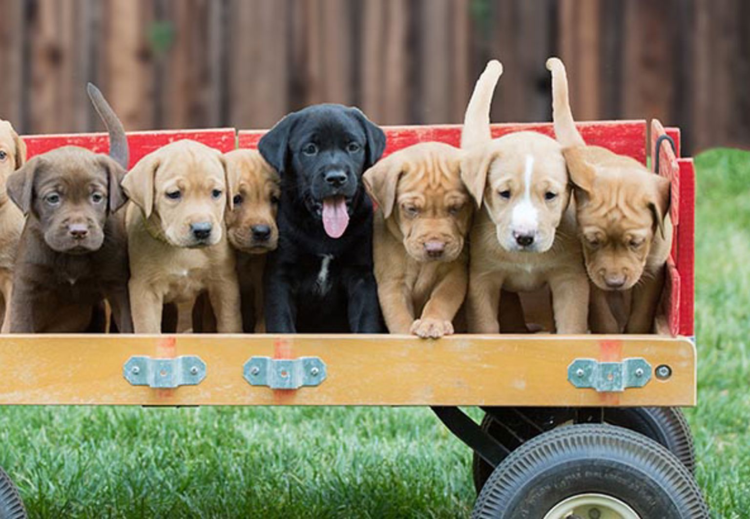 Hundvalpar som ska säljas och står på rad i en liten vagn