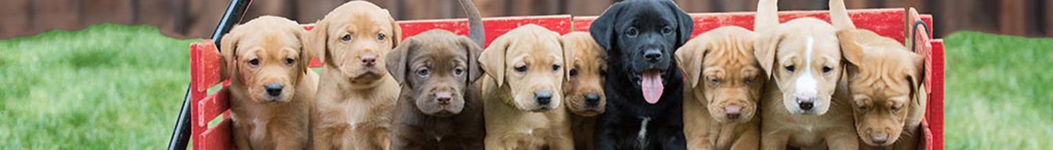 Hundvalpar som ska säljas och står på rad i en liten vagn