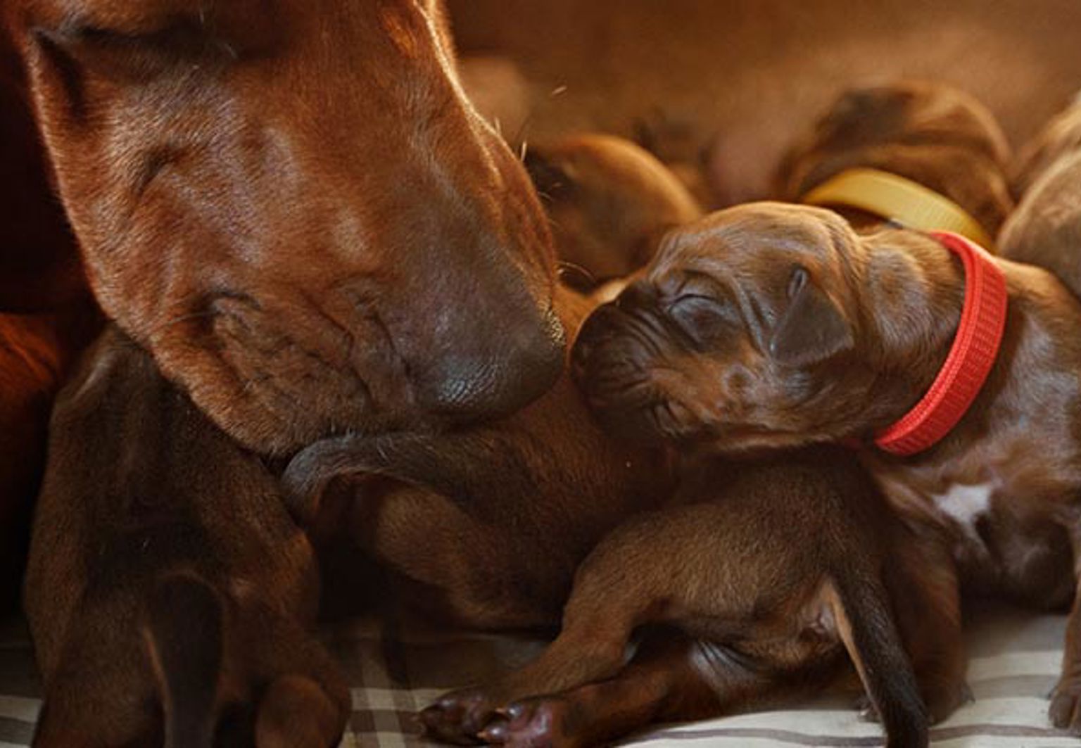 Massor av bruna små hundvalpar med olika färger på halsbanden som nosar på sin mamma
