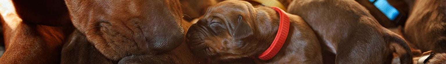 Massor av bruna små hundvalpar med olika färger på halsbanden som nosar på sin mamma