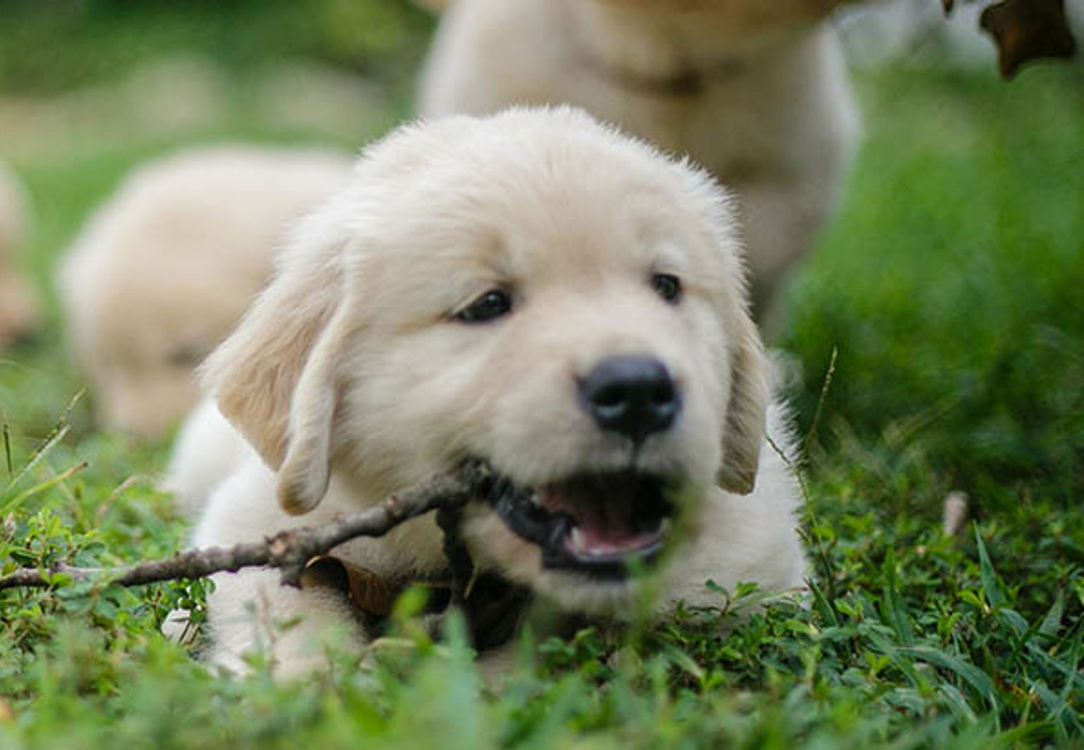 Två beiga hundvalpar som tuggar på en pinne tillsammans i gräset