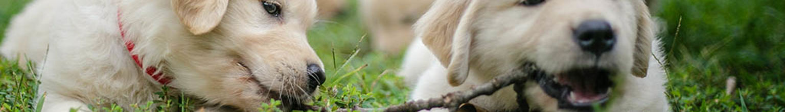 Två beiga hundvalpar som tuggar på en pinne tillsammans i gräset