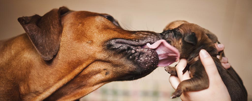 Brun hundmamma som slickar sin lilla valp i ansiktet