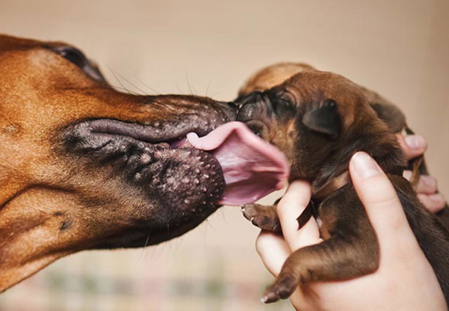 Brun hundmamma som slickar sin lilla valp i ansiktet
