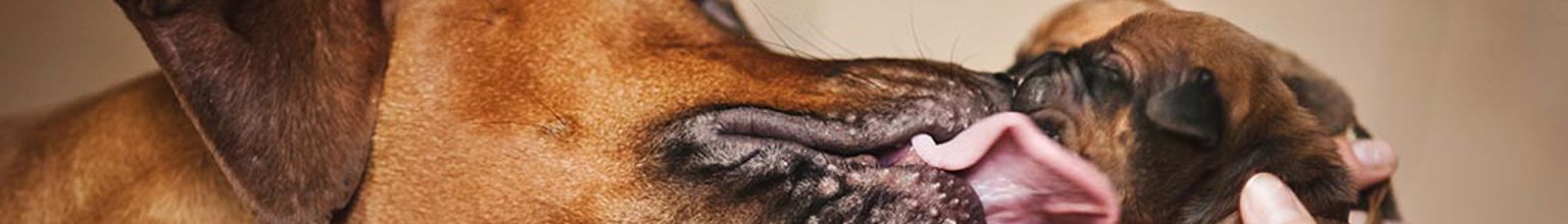 Brun hundmamma som slickar sin lilla valp i ansiktet