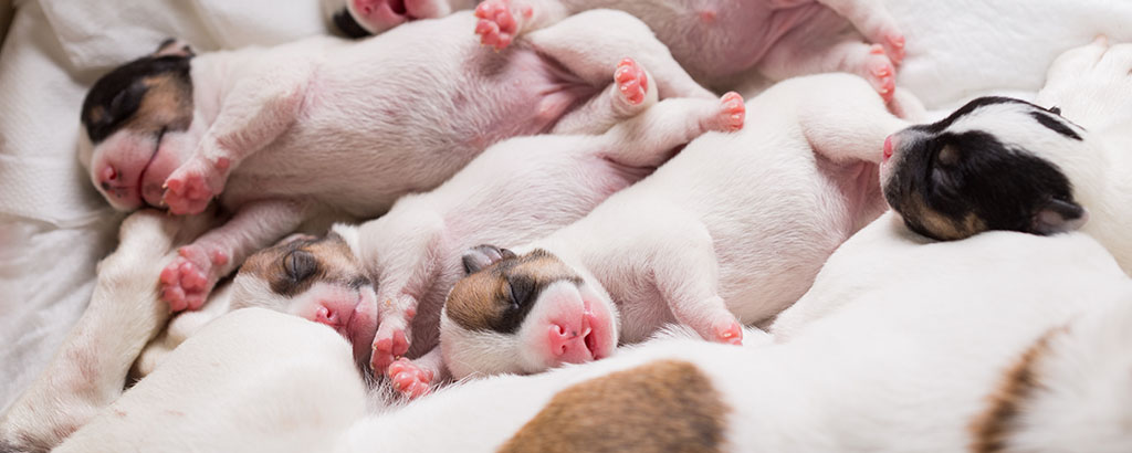 Massor av små nyfödda valpar med vit päls och rosa tassar och nosar