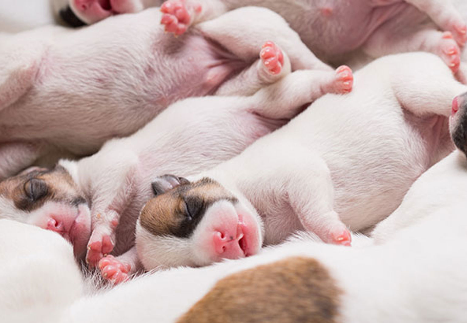 Massor av små nyfödda valpar med vit päls och rosa tassar och nosar